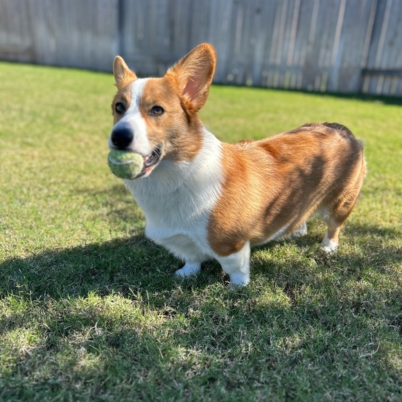 Meet your Posher, Elizabeth Ashley - Picture 3 of 7